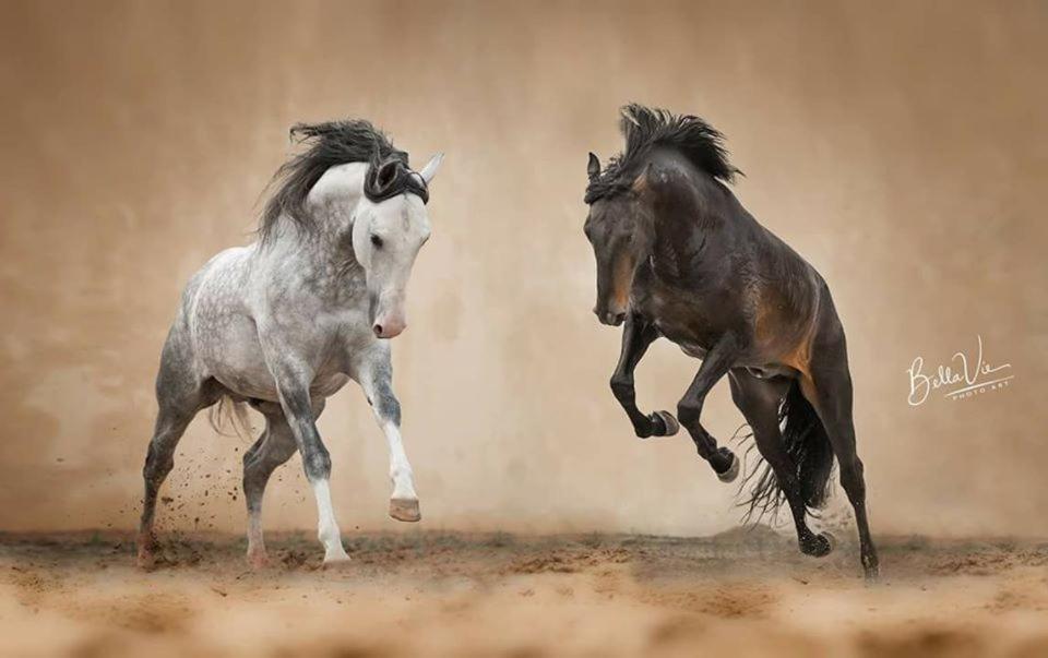 Horse Riding Country House Vila Franca de Xira Kültér fotó