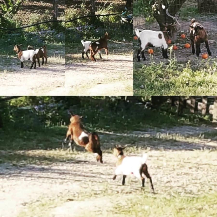 Horse Riding Country House Vila Franca de Xira Kültér fotó